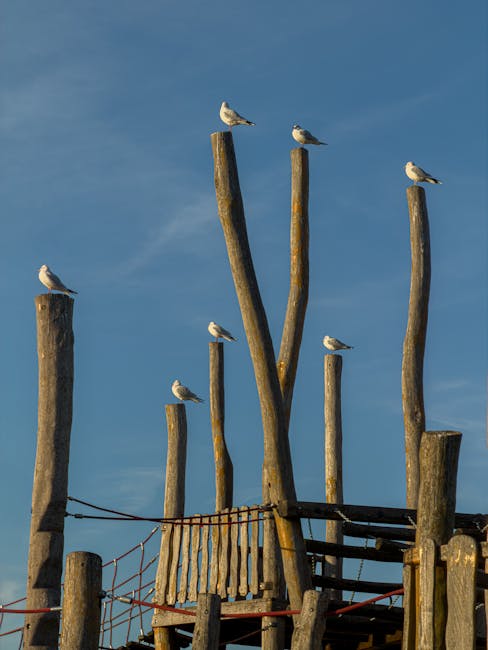 The image displays several wooden poles of varying heights and thicknesses arranged vertically against a clear blue sky. Some of the poles have seagulls perched on their tops, with five birds visible, each standing calmly. The poles appear weathered and are part of a wooden structure, possibly a playground or dock, with a section of rusty metal railing and wooden planks visible near the bottom of the image. The scene suggests an outdoor setting near water, where the birds have found resting spots on the elevated wooden elements. The natural lighting highlights the texture of the wood and the white and grey plumage of the seagulls. This image exemplifies a peaceful seaside environment, relevant to the context of house removals and transportation, as it captures the outdoor setting typical of coastal areas associated with relocation or moving services provided by companies like Man with Van Osidge.